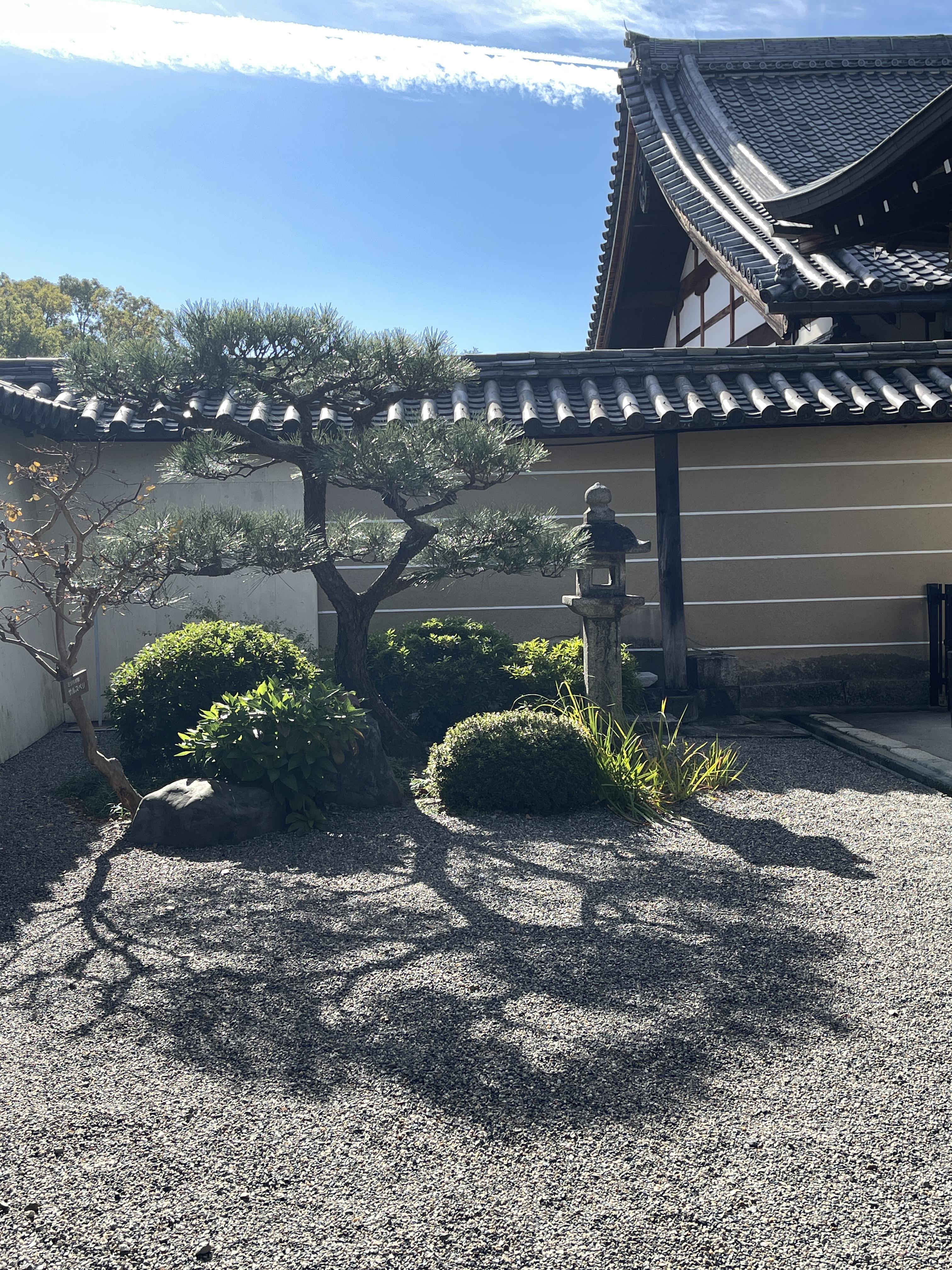 jardin sec, jardin zen, on y voit un pin taillé en nuages niwaki, un peau jeu d'ombres au sol