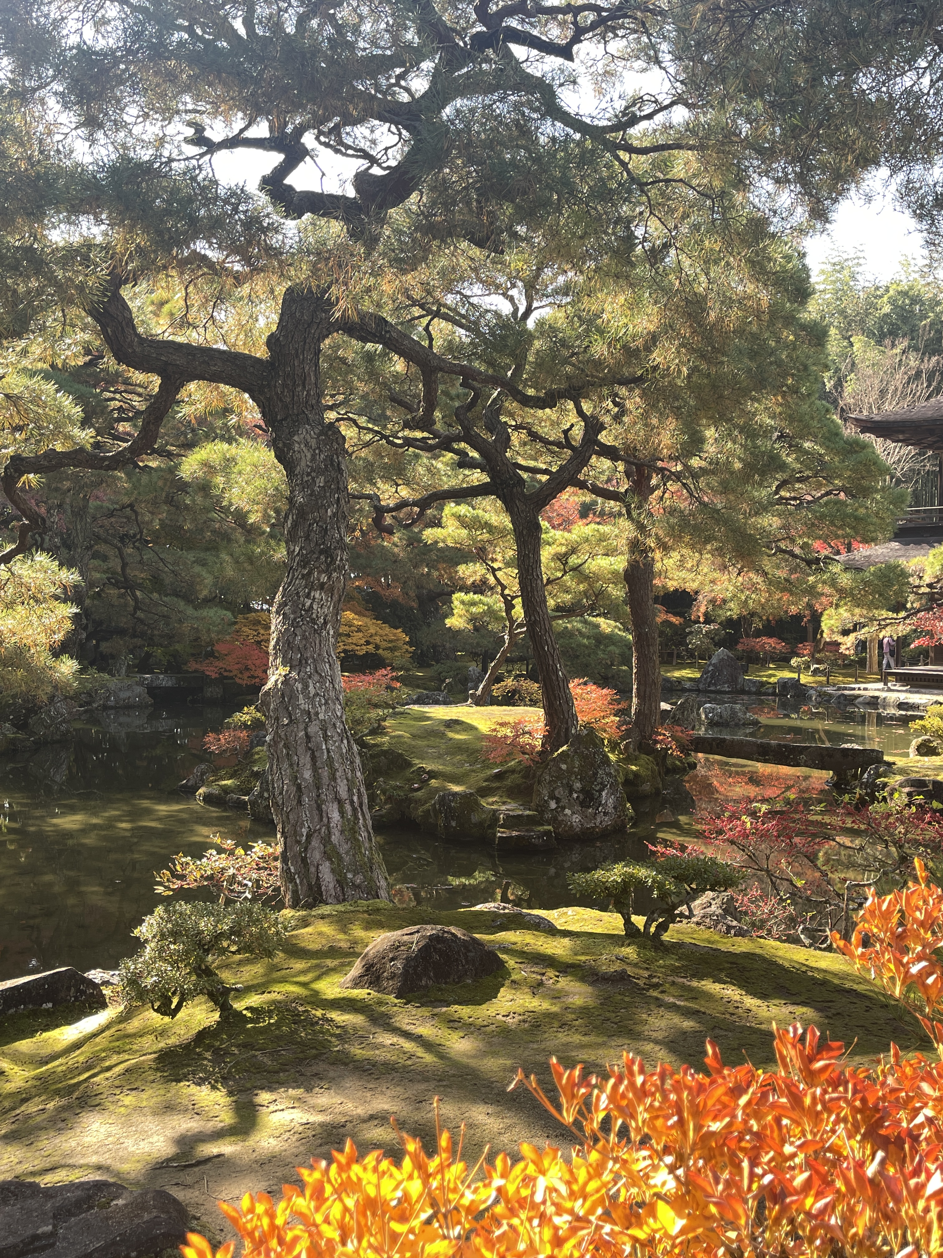 jardin gingkaku à kyoto pendant les momiji, erables rouges et oranges, jeu de lumière dans un jardin japonais